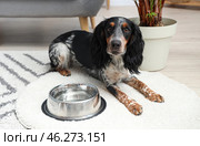 Cute cocker spaniel with bowl of water lying in living room. Стоковое фото, фотограф Pixel_shot / Фотобанк Лори