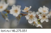 Plum flowers on tree in sunny day. Стоковое видео, видеограф Михаил Коханчиков / Фотобанк Лори