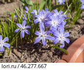 Blue chionodoxa flowers. Стоковое фото, фотограф Argument / Фотобанк Лори