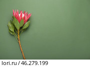 Beautiful protea flower on color background. Стоковое фото, фотограф Pixel_shot / Фотобанк Лори
