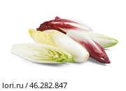 Fresh ripe endive isolated on white background. Стоковое фото, фотограф Pixel_shot / Фотобанк Лори