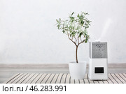 Modern humidifier and houseplant on floor in room. Стоковое фото, фотограф Pixel_shot / Фотобанк Лори