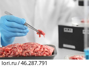 Scientist examining forcemeat in laboratory. Стоковое фото, фотограф Pixel_shot / Фотобанк Лори
