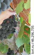 Grape harvest. A woman picks bunches of blue fragrant Isabella grapes from a vine near the wall of a house. Vertical mobile. Стоковое видео, видеограф Коханова Наталья / Фотобанк Лори