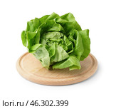 Wooden board with fresh Boston lettuce on white background. Стоковое фото, фотограф Pixel_shot / Фотобанк Лори