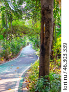 A cyclist rides on a path in Chatuchak City Park in Bangkok, Thailand among tall green trees (2024 год). Стоковое фото, фотограф Коханова Наталья / Фотобанк Лори