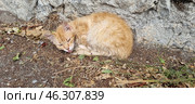 A ginger stray cat curled up against a stone wall. He looks tired and weak, his fur is disheveled and slightly dirty. The cat has his tongue hanging out and his eyes are half-closed, which may indicate illness or fatigue. Around him is dry earth, fallen leaves and twigs, which creates an atmosphere of desolation and helplessness. Perhaps this is one of the street cats of Yalta, who live on the street and depend on people for help. Стоковое фото, фотограф Анна Кривицкая / Фотобанк Лори