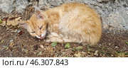 A ginger stray cat curled up against a stone wall. He looks tired and weak, his fur is disheveled and slightly dirty. The cat has his tongue hanging out and his eyes are half-closed, which may indicate illness or fatigue. Around him is dry earth, fallen leaves and twigs, which creates an atmosphere of desolation and helplessness. Perhaps this is one of the street cats of Yalta, who live on the street and depend on people for help. Стоковое фото, фотограф Анна Кривицкая / Фотобанк Лори