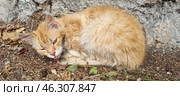A ginger stray cat curled up against a stone wall. He looks tired and weak, his fur is disheveled and slightly dirty. The cat has his tongue hanging out and his eyes are half-closed, which may indicate illness or fatigue. Around him is dry earth, fallen leaves and twigs, which creates an atmosphere of desolation and helplessness. Perhaps this is one of the street cats of Yalta, who live on the street and depend on people for help. Стоковое фото, фотограф Анна Кривицкая / Фотобанк Лори