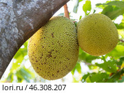 Таиланд. Ко Чанг. Плод растения джекфрут на дереве. Thailand. Koh Chang. The fruit of the jackfruit plant on the tree. Стоковое фото, фотограф Алексей Смышляев / Фотобанк Лори