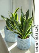 Decorative sansevieria plants on windowsill. Стоковое фото, фотограф Pixel_shot / Фотобанк Лори