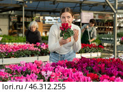 Woman chooses a cyclamen plant. Стоковое фото, фотограф Яков Филимонов / Фотобанк Лори