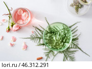 Glassware with ingredients for making plant based pills on white table. Стоковое фото, фотограф Pixel_shot / Фотобанк Лори