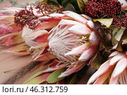 Beautiful pink protea flowers on beige background, closeup. Стоковое фото, фотограф Pixel_shot / Фотобанк Лори