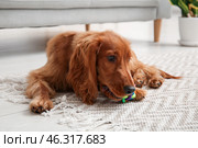 Cute cocker spaniel with pet toy lying on floor at home. Стоковое фото, фотограф Pixel_shot / Фотобанк Лори