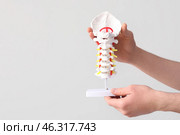 Male doctor holding spine model on grey background. Стоковое фото, фотограф Pixel_shot / Фотобанк Лори