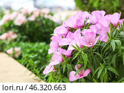 Beautiful lilac flowers on summer day, closeup. Стоковое фото, фотограф Pixel_shot / Фотобанк Лори