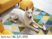 Funny naughty dog playing with shoes at home. Стоковое фото, фотограф Pixel_shot / Фотобанк Лори
