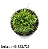 Wheatgrass in pot on white background. Стоковое фото, фотограф Pixel_shot / Фотобанк Лори