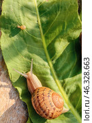 Snail on green leaf outdoors. Стоковое фото, фотограф Pixel_shot / Фотобанк Лори