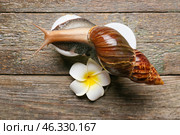 Giant Achatina snail, flower and cosmetics on wooden background. Стоковое фото, фотограф Pixel_shot / Фотобанк Лори