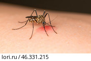 Mosquito biting human skin, disease carrier insect, malaria, dengue, Zika virus, health risk, bloodsucking pest, diseases, itchy bite, close-up photo. Стоковое AI-изображение, AI-художник Павел Муравьев / Фотобанк Лори