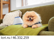 Cute Pomeranian dog in recovery suit after sterilization lying on sofa at home. Стоковое фото, фотограф Pixel_shot / Фотобанк Лори