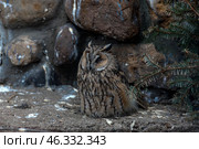 A long-eared owl (Asio otus) - a species of medium-sized owl that lives in forests, parks and rural areas. These owls are active mainly at night, feed on small rodents and have good camouflage abilities. Стоковое фото, фотограф Анна Кривицкая / Фотобанк Лори