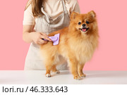Female groomer brushing cute Pomeranian dog on pink background. Стоковое фото, фотограф Pixel_shot / Фотобанк Лори
