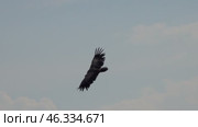 Griffon vulture predator bird flying in Serbia. Стоковое видео, видеограф Михаил Коханчиков / Фотобанк Лори