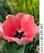 Тюльпаны / Tulip / Букет тюльпанов. Стоковое фото, фотограф Евгения Харлампьева / Фотобанк Лори