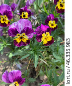 Анютины глазки / Viola tricolor / Фиалка. Стоковое фото, фотограф Евгения Харлампьева / Фотобанк Лори