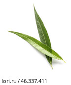 Green osier leaves on white background. Стоковое фото, фотограф Pixel_shot / Фотобанк Лори