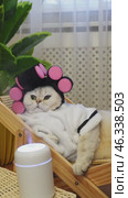 Relaxed cat in spa setting with hair rollers and modern gadgets. Стоковое видео, видеограф Zakharova Natasha / Фотобанк Лори
