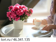 Woman drinking tea at table with beautiful blooming azalea. Стоковое фото, фотограф Pixel_shot / Фотобанк Лори