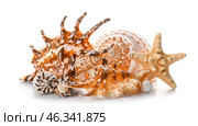 Beautiful sea shells on white background. Стоковое фото, фотограф Pixel_shot / Фотобанк Лори