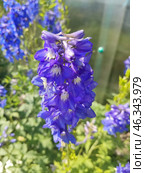 Живокость, или Дельфиниум, или Шпорник (лат. Delphinium), — род однолетних и многолетних травянистых растений семейства Лютиковые (Ranunculaceae). Включает около 450 видов, произрастающих в Северном полушарии и в горах тропической Африки. Стоковое фото, фотограф Сергей Елизарьев / Фотобанк Лори