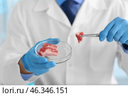Scientist examining meat sample in laboratory. Стоковое фото, фотограф Pixel_shot / Фотобанк Лори