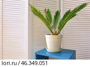 Tropical plant with green leaves on table near folding screen. Стоковое фото, фотограф Pixel_shot / Фотобанк Лори