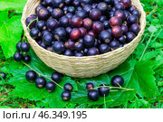 В плетёной плошке свежие вкусные полезные ягоды чёрной смородины. Стоковое фото, фотограф Людмила Капусткина / Фотобанк Лори