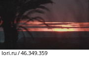 Burning sunset over calm sea with palm trees and bushes silhouettes. Стоковое видео, видеограф Данил Руденко / Фотобанк Лори