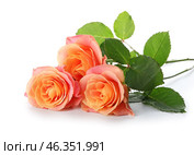 Beautiful roses on white background. Стоковое фото, фотограф Pixel_shot / Фотобанк Лори