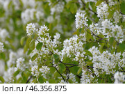 Amelanchier spicata is a shrub species of genus Amelanchier of the Rosaceae family. Стоковое фото, фотограф Володина Ольга / Фотобанк Лори