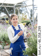 Young saleswoman changes arrangement of pots with lavender and improves appearance of window. Стоковое фото, фотограф Яков Филимонов / Фотобанк Лори