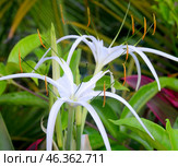 Tropical flower Crinum mauritianum Lodd, Hainan Island, China, May 2011. Стоковое фото, фотограф Александр Карпенко / Фотобанк Лори