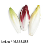 Bunches of fresh ripe endive on white background. Стоковое фото, фотограф Pixel_shot / Фотобанк Лори