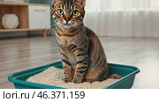 Adorable red tabby kitten sitting inside a litter box. Pet care. Domestic ginger striped Cat have to pee at litterbox in living room. Pets Hygiene. Feline go to the toilet. Accustoming to the toilet. Стоковое AI-видео, аниматор Марина Демидюк / Фотобанк Лори