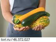 Woman holding fresh zucchinis, closeup. Стоковое фото, фотограф Pixel_shot / Фотобанк Лори