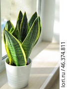 Decorative sansevieria plant on windowsill. Стоковое фото, фотограф Pixel_shot / Фотобанк Лори