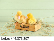 Box with cute ducklings on green wooden background. Стоковое фото, фотограф Pixel_shot / Фотобанк Лори